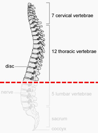 How a spinal cord injury can affect your bladder