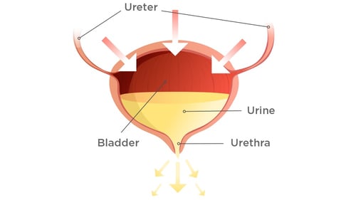 Women and LUTS: Overactive Bladder (OAB)