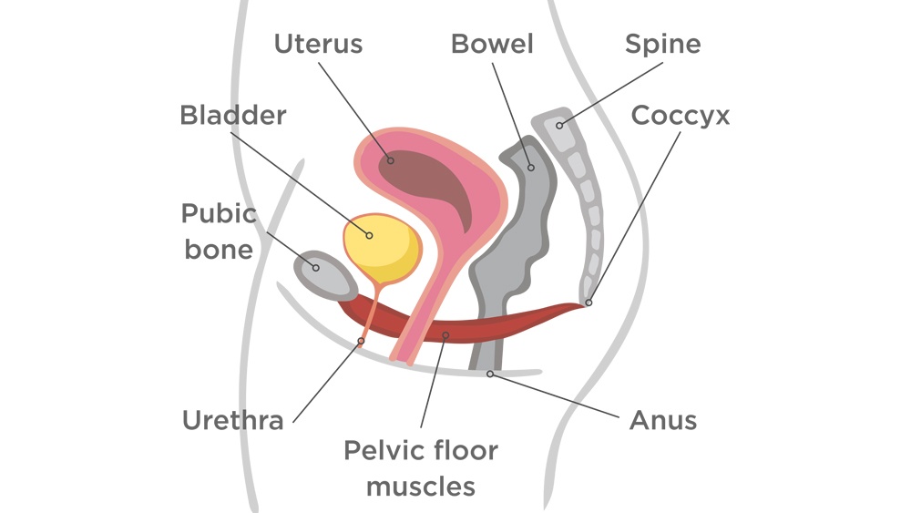 women-and-luts-pelvic-organ-prolapse