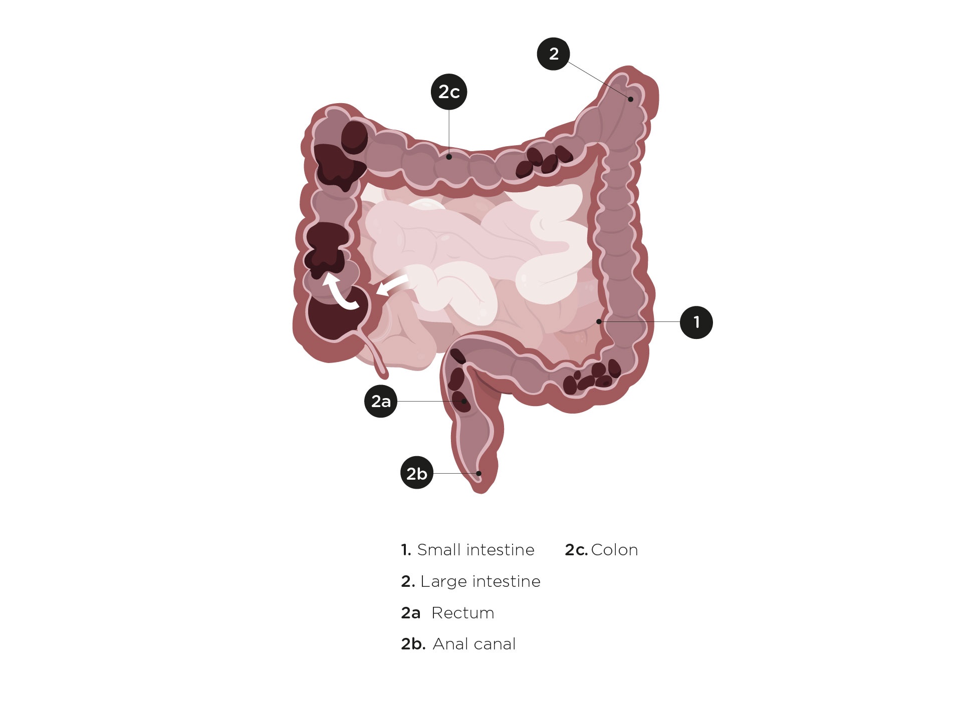 TarmSkolan Gut diagram .01-01